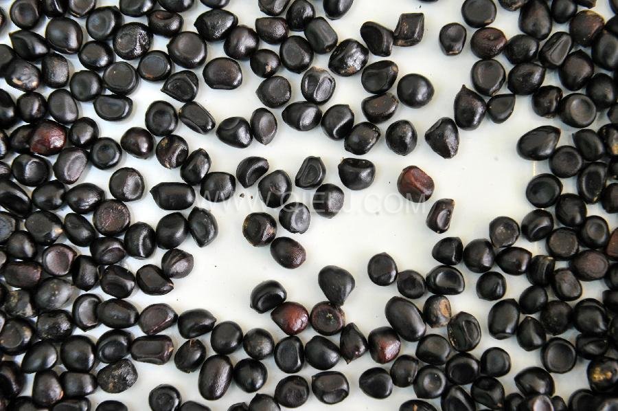 牡丹籽油設備 牡丹籽油榨油精煉生產線(圖2) 牡丹籽油設備 牡丹籽油榨油精煉生產線(圖2)